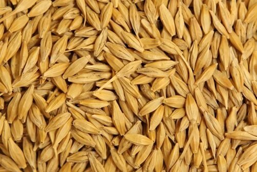 Яровой ячмень - І репродукция