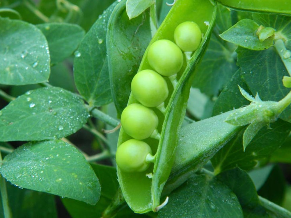 Pea Madonna - 1 reproduction