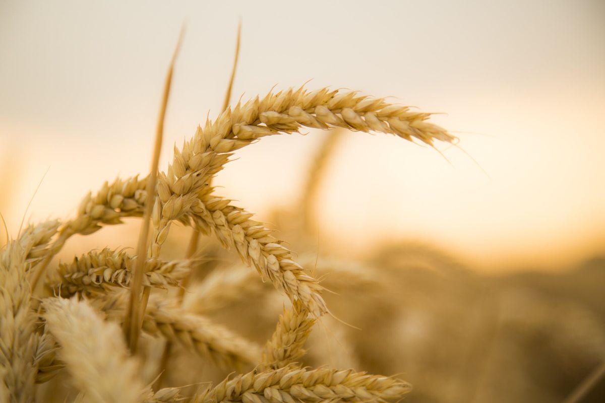 Buy Duma Odeska Winter Wheat Seeds