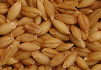 Winter barley seeds Valkyrie, buy wholesale/retail