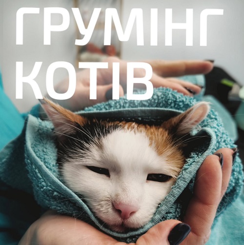 Профессиональный груминг кошек во Львове