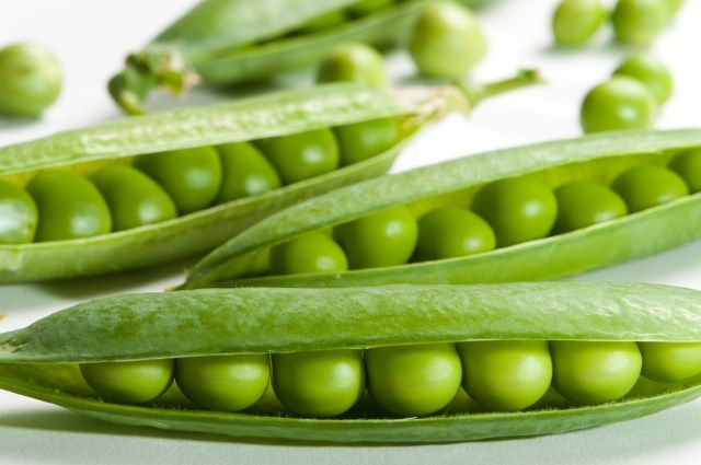 Spring pea seeds Captain Super Elite from the manufacturer