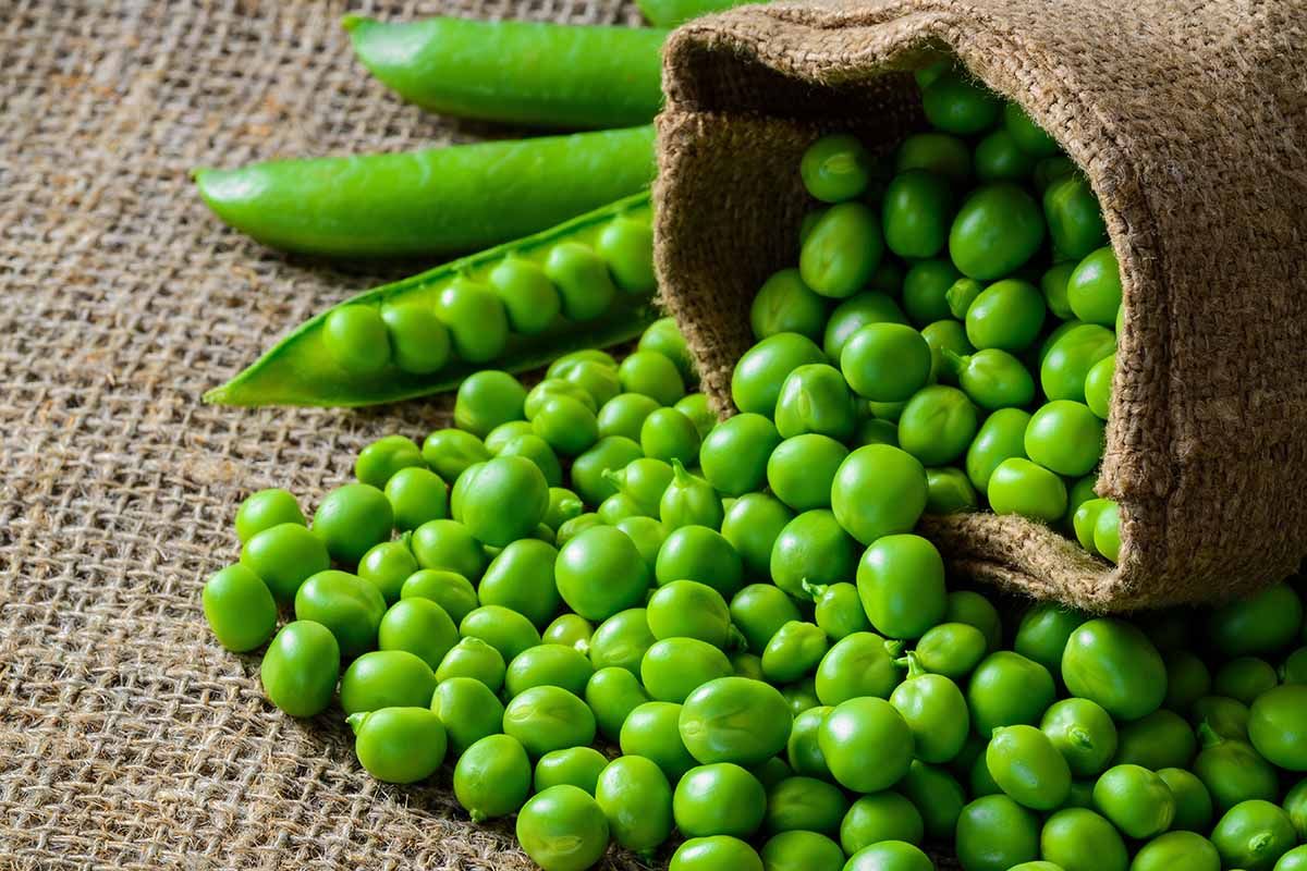 Certified Obriy pea seeds from the manufacturer