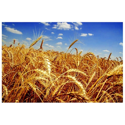Winter wheat - super elite, order