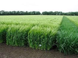Winter barley Worthy - elite