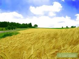 Озимый ячмень - І репродукция