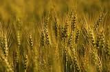 Winter wheat Nasnaga super elite