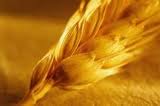 Vagoma winter wheat seeds - super elite, group
