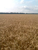 Winter wheat seeds Fidelity super elite from the manufacturer