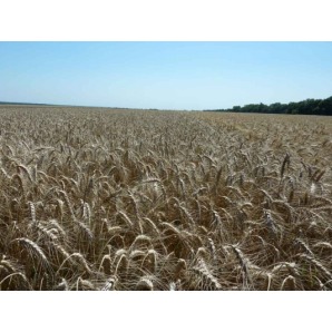 Fortetsia Super Elite Winter Wheat Seeds