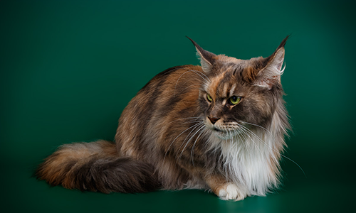 Коти Maine Coon від розплідника, Львів