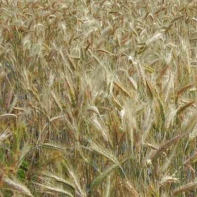 Winter wheat Gorodnytsia - 1 reproduction