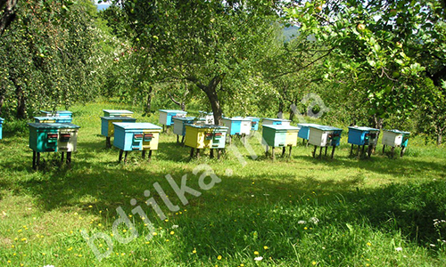 Ульи, кормушки, рамки, купить в Мукачево