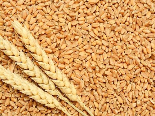 Buy Dobrodiika Odeska Winter Wheat Seeds
