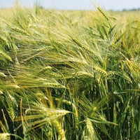 Яровой ячмень 1 репродукция
