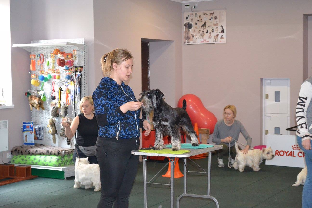 Занятия с хендлером Зооцентр Dog's-Sport & Show