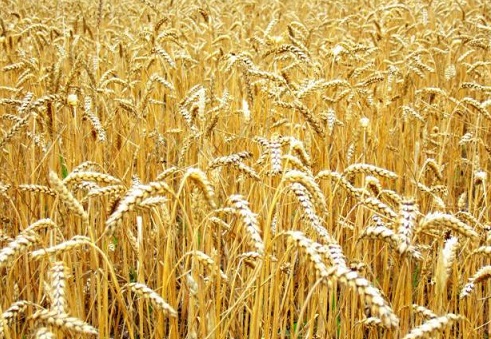 Osnova Odeska Super Elite Wheat Seeds