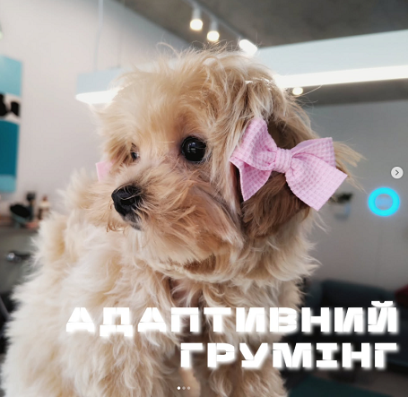 Адаптивный груминг для щенков во Львове
