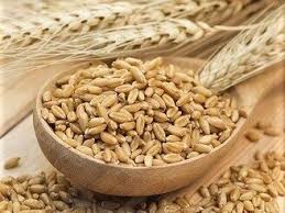 Winter barley seeds, variety Devyatyi val