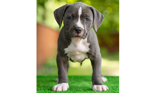 Amstaff z rodowodem od profesjonalnych hodowców