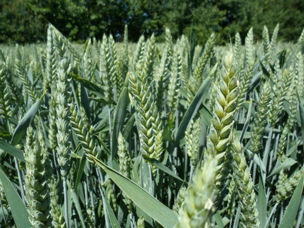 Obriad Super Elite Winter Wheat Seeds