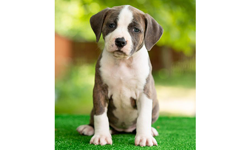 Wysokiej jakości szczenięta amstaff z hodowli