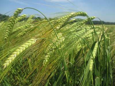 Winter barley Rusyn super elite