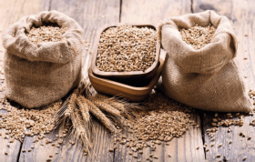 Elite winter wheat seeds, Nasnaga variety, buy