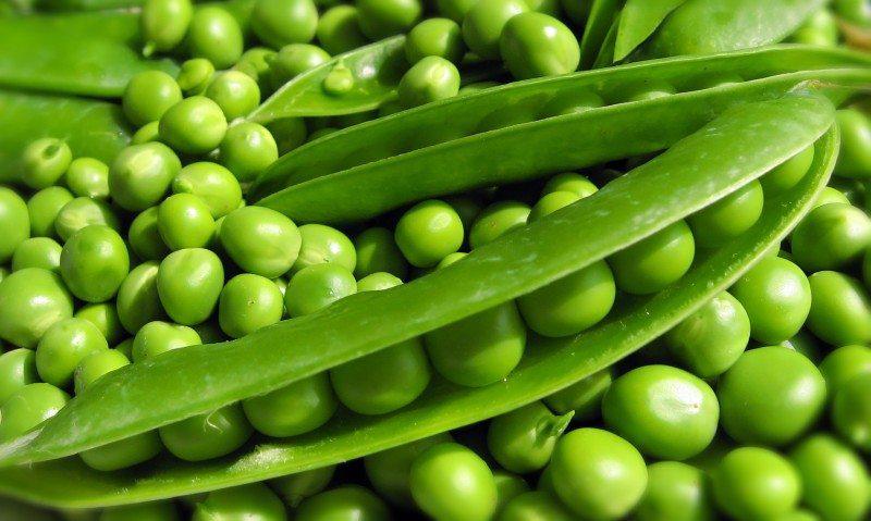 Peas elite variety Symbiosis, Mykolaiv region