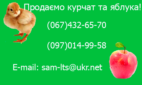 Продаем цыплят и яблоки!