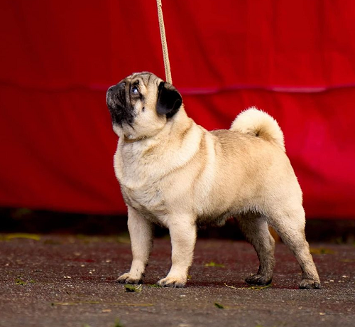 Питомник мопсов и кане корсо CANE DE CORSI